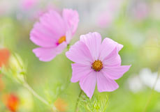 Doppelkarte Cosmea III