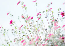 Doppelkarte Nepalfingerkraut II