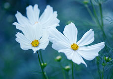 Doppelkarte Weiße Cosmeen