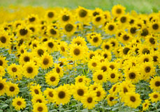 Doppelkarte Sonnenblumenfeld