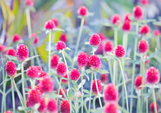 Doppelkarte Kugelamarant