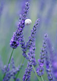 Doppelkarte Lavendel mit Schnecke