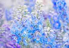 Doppelkarte Rittersporn