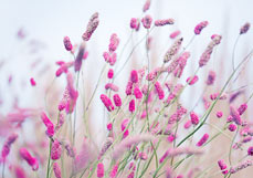 Doppelkarte Wiesenknöpfchen III