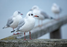 Doppelkarte Möwen auf der Seebrücke