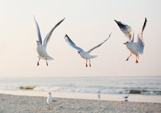 Doppelkarte Möwenbande I