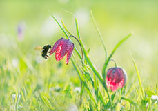 Doppelkarte Hummel besucht Schachbrettblume II