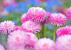 Doppelkarte Tausendschönchen