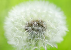 Doppelkarte Herrliche Pusteblume 