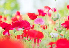 Doppelkarte Rosa Mohn