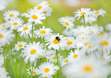Doppelkarte Hummel besucht Margerite