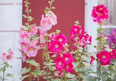 Doppelkarte Stockrosen in Rosatönen