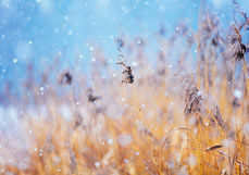 Doppelkarte Zarte Flöckchen lieben Schilf