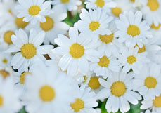 Doppelkarte Weiße Chrysanthemen