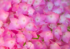 Doppelkarte Leuchtende Hortensie