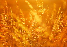 Doppelkarte Abendglitzern am Feldrand