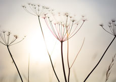 Doppelkarte Dolden in der Abendsonne