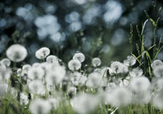 Doppelkarte Pusteblumen im Licht