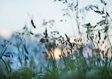 Doppelkarte Dämmerung am Feldrand