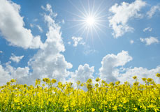 Doppelkarte Strahlender Frühlingstag