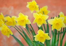 Doppelkarte Osterglocken am rostroten Haus