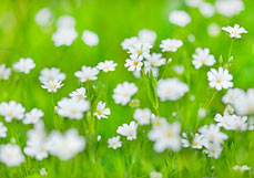 Doppelkarte Sternmiere