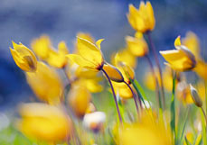 Doppelkarte Wildtulpen