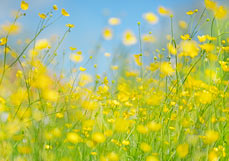 Doppelkarte Wilder Hahnenfuß