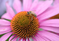 Doppelkarte Honigbiene besucht Echinacea