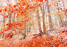 Doppelkarte Erster Schnee im Buchenwald