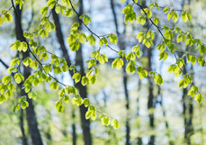 Doppelkarte Frühling im Buchenwald