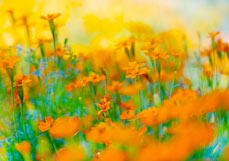 Doppelkarte Tagetes I