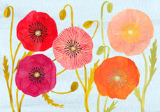 Doppelkarte Islandmohn