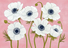 Doppelkarte Anemonen in rosé