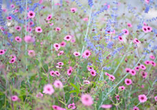 Midi-Doppelkarte Nepalfingerkraut liebt Blauraute