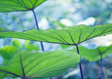 Midi-Doppelkarte Dschungel