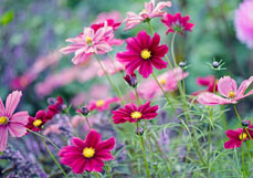 Midi-Doppelkarte Bunte Cosmeen
