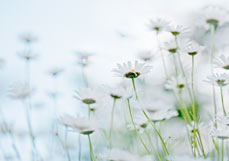 Midi-Doppelkarte Margeriten