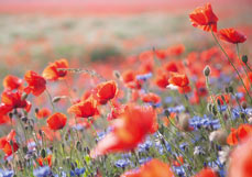 Midi-Doppelkarte Mohnblüten