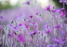 Midi-Doppelkarte Madeira-Storchschnabel