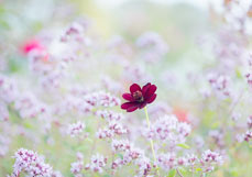 Midi-Doppelkarte Schokoladen-Kosmee II