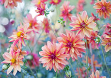 Midi-Doppelkarte Wilder Dahliengarten