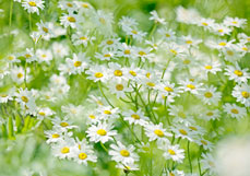 Midi-Doppelkarte Wucherblümchen