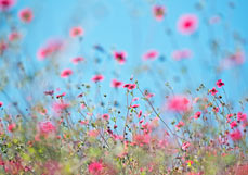 Midi-Doppelkarte Nepalfingerkraut