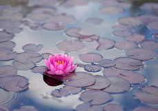 Midi-Doppelkarte Seerose