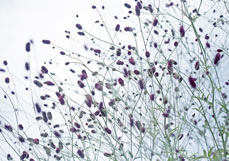 Midi-Doppelkarte Wiesenknöpfchen