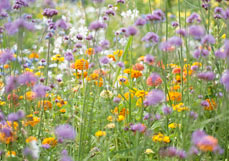 Midi-Doppelkarte Sommerwiese