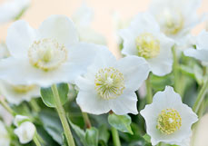 Midi-Doppelkarte Christrose