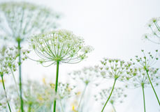 Midi-Doppelkarte Dillblüten