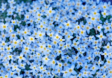 Midi-Doppelkarte Porzellanblümchen